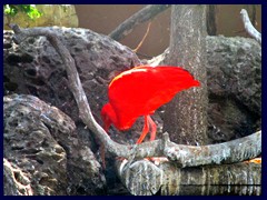 L'Oceanogràfic Oceanarium 092